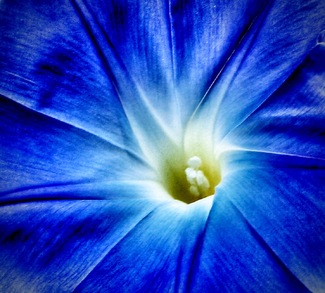 Morning Glory Color Awards Winners and Nominees