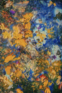 Ikebana Color Awards Winners and Nominees