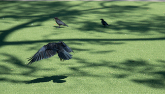 The Birds Color Awards Winners and Nominees