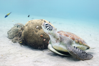 Green Sea Turtle at Rest Color Awards Winners and Nominees