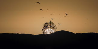 Flying Home Color Awards Winners and Nominees