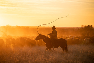 Droving Color Awards Winners and Nominees