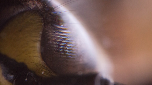 Study of a Wasp I Study of a Wasp I