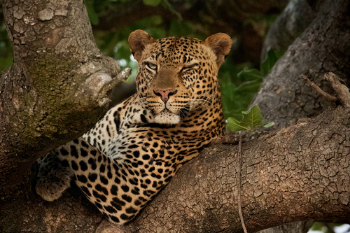 Winking Leopard Winking Leopard