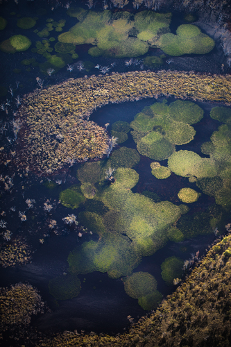 Aquatic Algae Aquatic Algae