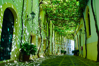 La siesta verde Color Awards Winners and Nominees