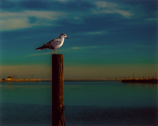 Winter Gull Color Awards Winners and Nominees