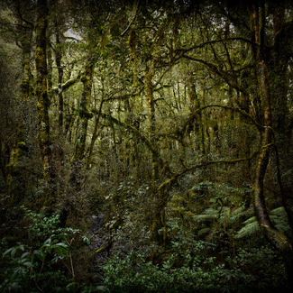 Rainforest Color Awards Winners and Nominees