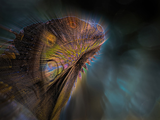 Mr. Iguana Color Awards Winners and Nominees