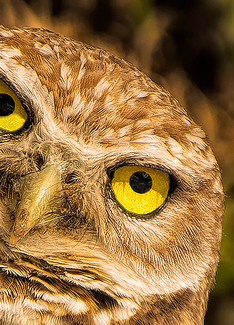 Peek-A-Who Color Awards Winners and Nominees