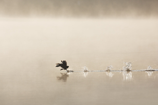 Running On Water Color Awards Winners and Nominees