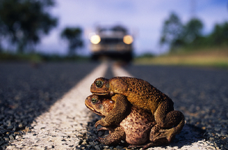 Cane Toad Love Color Awards Winners and Nominees