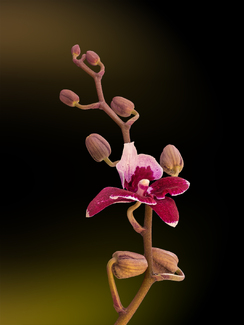 Orchid and Buds Color Awards Winners and Nominees