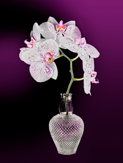 Orchids in a Decanter Color Awards Winners and Nominees