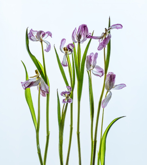 Tulips - Before the final curtain Color Awards Winners and Nominees