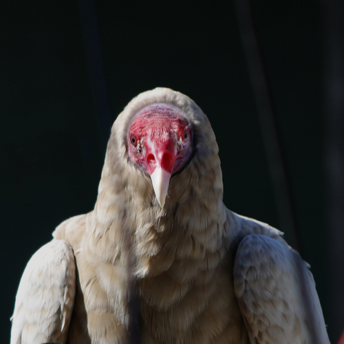 WONDER IS MY NAME WONDER IS MY NAME