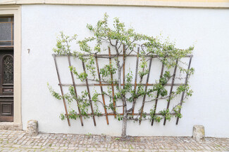 Gartenkunst Color Awards Winners and Nominees