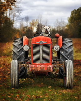 Farm Dog Color Awards Winners and Nominees