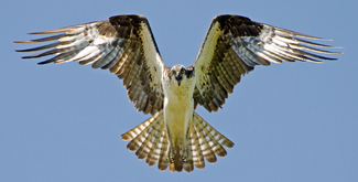 Osprey Defending Its Nest Color Awards Winners and Nominees