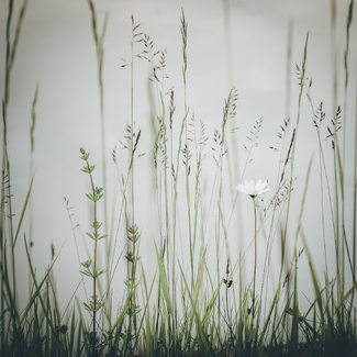 Daisy Color Awards Winners and Nominees