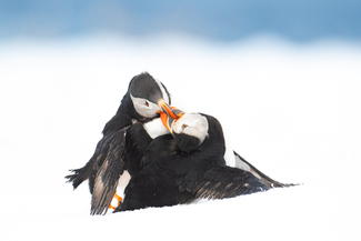 Puffin Battle Color Awards Winners and Nominees