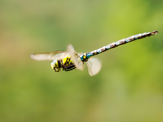 Top gun Color Awards Winners and Nominees