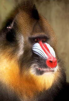Red nosed Mandrill Color Awards Winners and Nominees