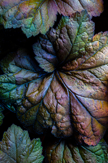 Natural Painter's Palette Color Awards Winners and Nominees