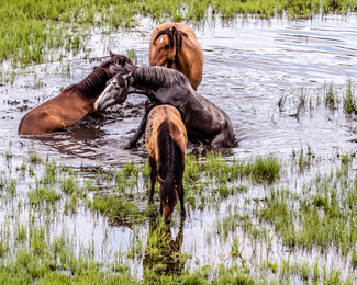 Mosquito Repellant Color Awards Winners and Nominees