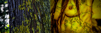 Natur-al Color Awards Winners and Nominees