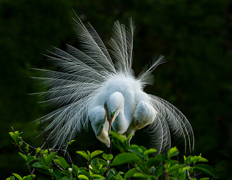 Great Egret Courtship Display Color Awards Winners and Nominees