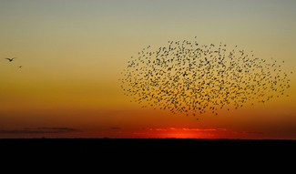 Shape Shifting Color Awards Winners and Nominees