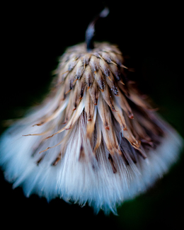 Ballerina Thistle Color Awards Winners and Nominees