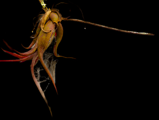 Air Plant  Color Awards Winners and Nominees