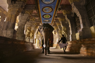 ELEPHANT IN A TEMPLE Color Awards Winners and Nominees