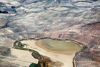 Endless Olive Tree Fields Color Awards Winners and Nominees