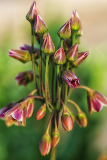 African Lily Color Awards Winners and Nominees
