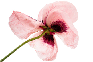 Poppy Color Awards Winners and Nominees