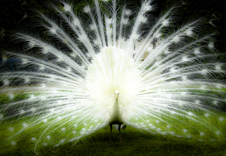 Proud as a Peacock Color Awards Winners and Nominees