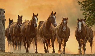 Open Gate Color Awards Winners and Nominees