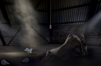 Evolution Color Awards Winners and Nominees