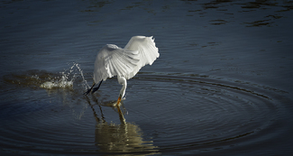 Egret Ballet Color Awards Winners and Nominees