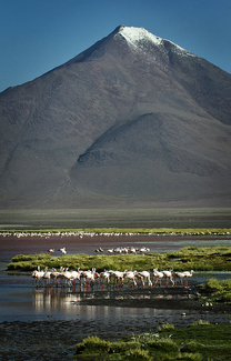Laguna Colorada Color Awards Winners and Nominees