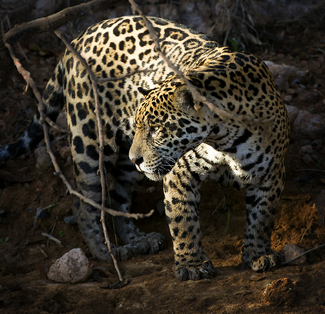 Jaguar Hunting Color Awards Winners and Nominees