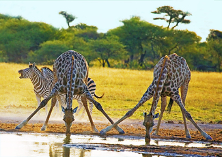 Giraffes Drinking Zebra Braying Color Awards Winners and Nominees