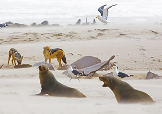 Jackals, Sea Lions and Sea Gulls  Color Awards Winners and Nominees