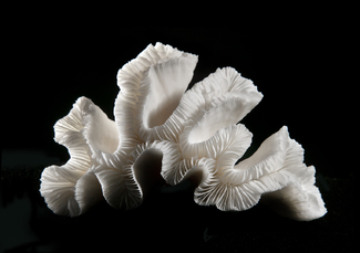 Frontier Color Awards Winners and Nominees