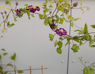 Mauerblümchen Color Awards Winners and Nominees