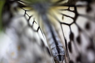 Butterfly 1 Color Awards Winners and Nominees