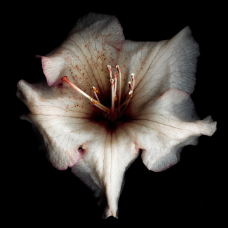 Ghost Color Awards Winners and Nominees